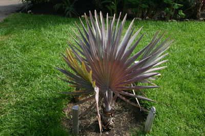 Bismarckia Nobilis - Bismarck Palm