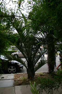Dypsis Decaryi - Triangle Palm