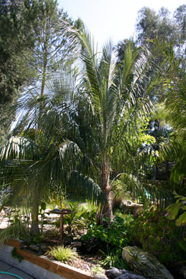 Parjubaea Torallyi - Mountain Coconut Palm