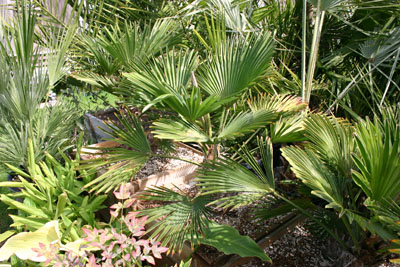 Trachycarpus wagnerianus - Plastic Windmill Palm